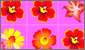 Play game Flower Frenzy