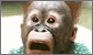 Play game Monkey Jig