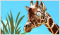 Play game Cardboard Safari