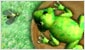 Play game Froggy